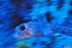 Aquarium Mare Nostrum