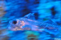 Aquarium Mare Nostrum