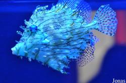 Aquarium Mare Nostrum