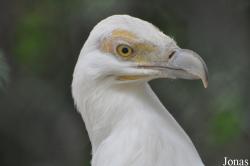 Le Jardin aux Oiseaux/Zoo d'Upie