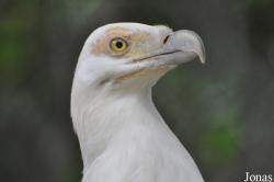 Le Jardin aux Oiseaux/Zoo d'Upie