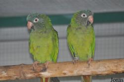 Le Jardin aux Oiseaux/Zoo d'Upie
