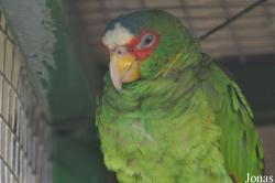 Amazona albifrons nana