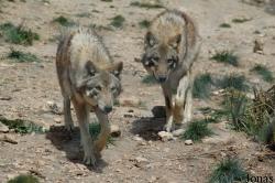 Canis lupus lupus