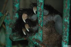 Chengdu Research Base of Giant Panda Breeding