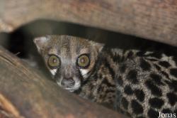 Endangered Primate Centre/Accra Zoo