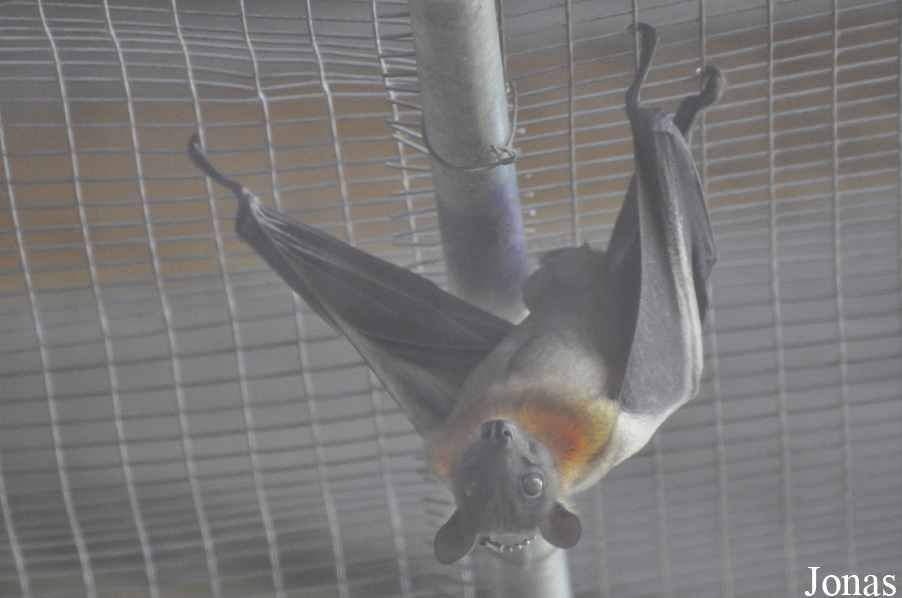 Endangered Primate Centre/Accra Zoo
