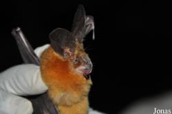 Nycteridae