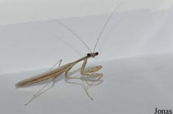 Forikrom
