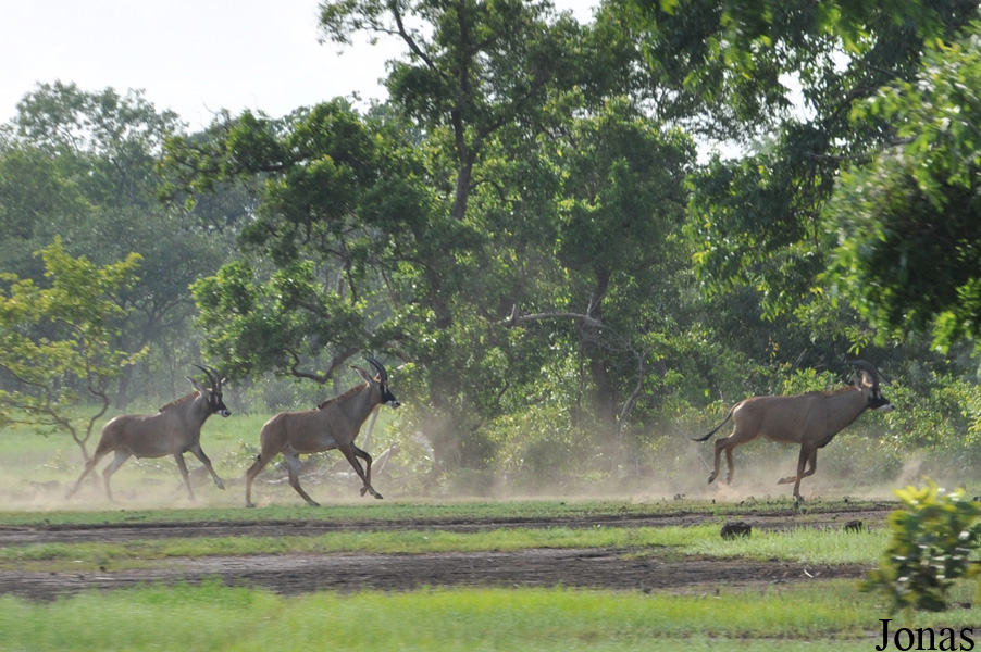 Mole National Park