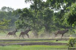 Mole National Park