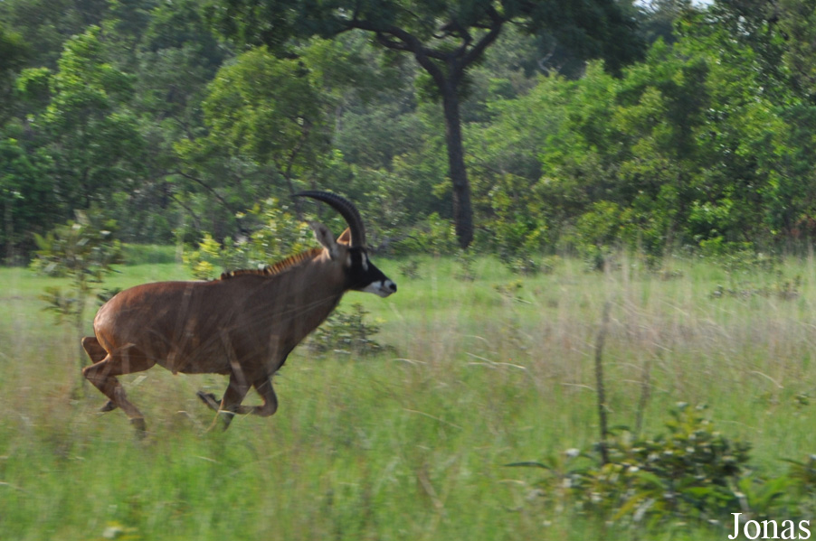 Mole National Park