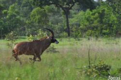 Mole National Park