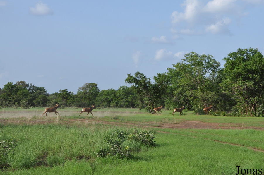 Mole National Park