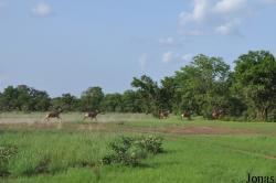 Mole National Park