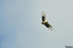 Mole National Park