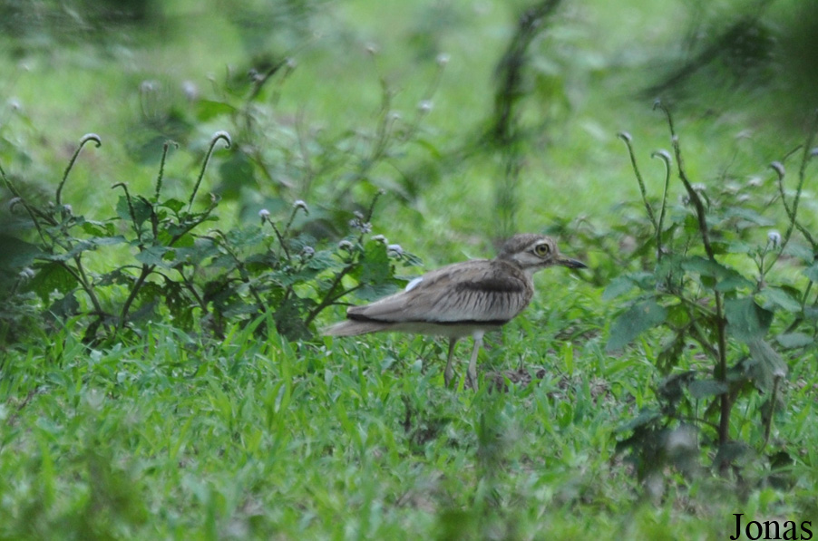 Mole National Park