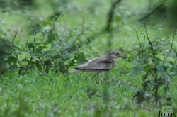 Mole National Park