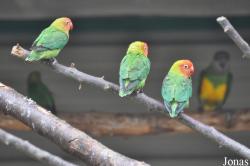 Le Jardin aux Oiseaux/Zoo d'Upie