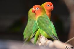 Agapornis lilianae