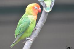 Le Jardin aux Oiseaux/Zoo d'Upie