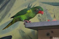 Tropical Wings Zoo
