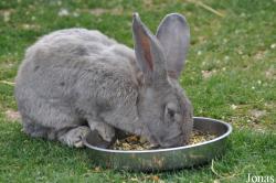 Lapin Géant