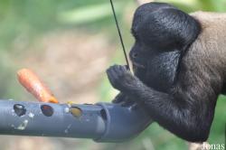 Colchester Zoo
