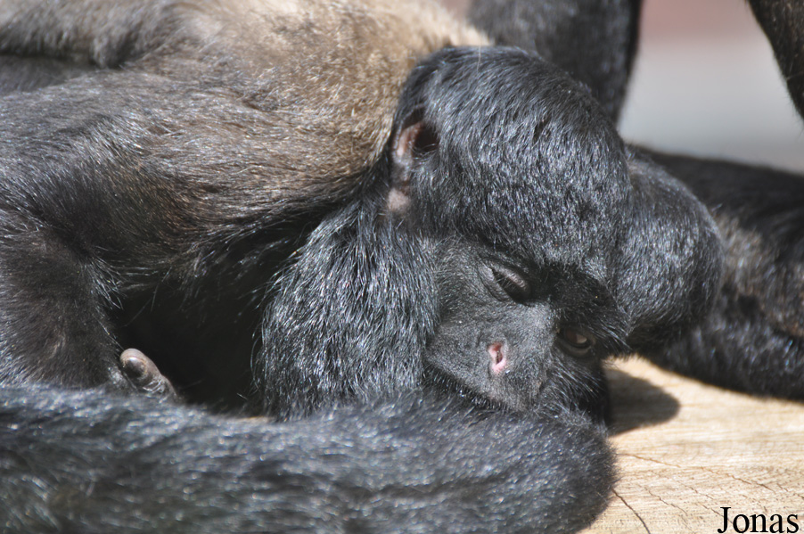 Colchester Zoo