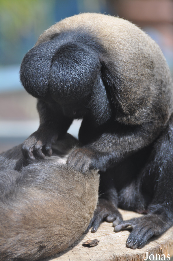 Colchester Zoo
