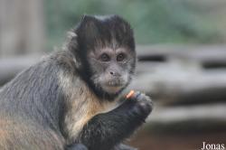 Colchester Zoo