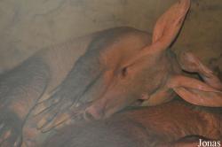 Colchester Zoo