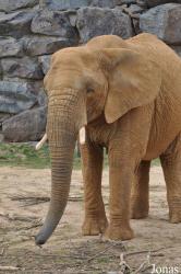 Colchester Zoo