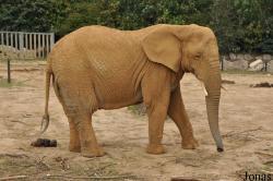 Colchester Zoo