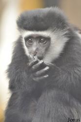 Colchester Zoo