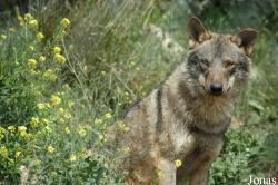 Lobo Park
