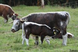 Vache Longhorn