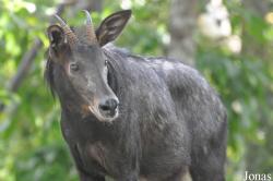 Khao Kheow Open Zoo
