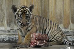 Tierpark Berlin