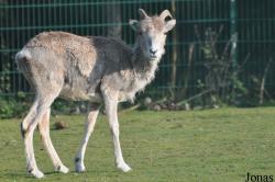 Tierpark Berlin