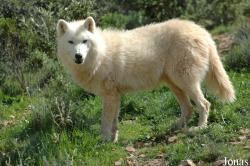 Canis lupus tundrarum