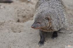 Tierpark Berlin