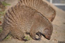 Tierpark Berlin