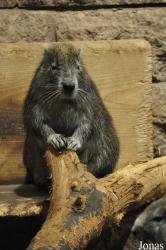 Tierpark Berlin