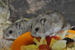 Tierpark Berlin