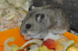 Cricetulus barabensis griseus