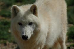 Lobo Park