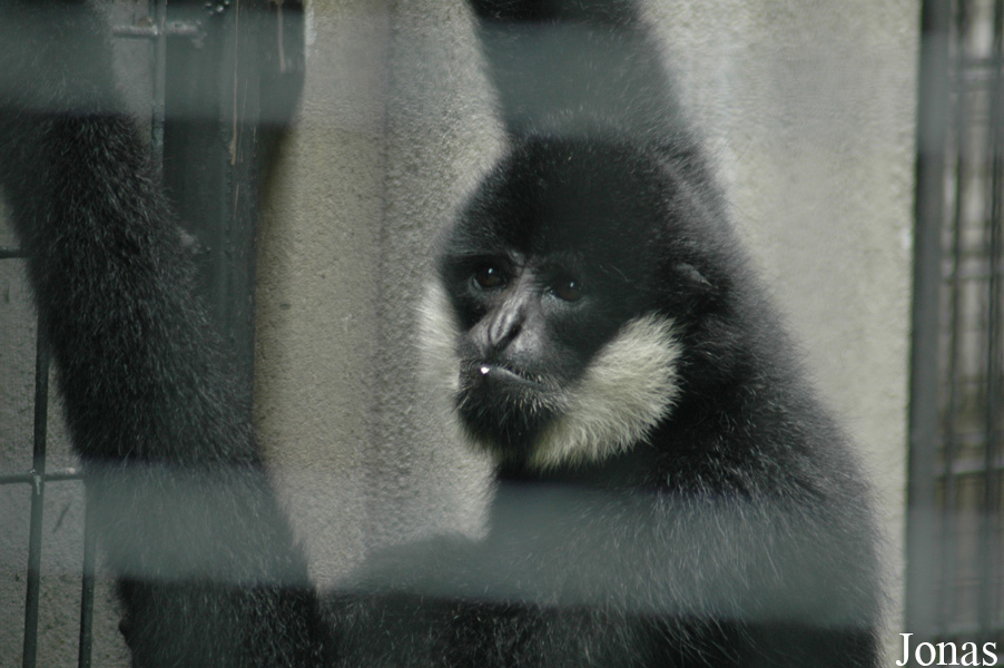Shanghai Zoo