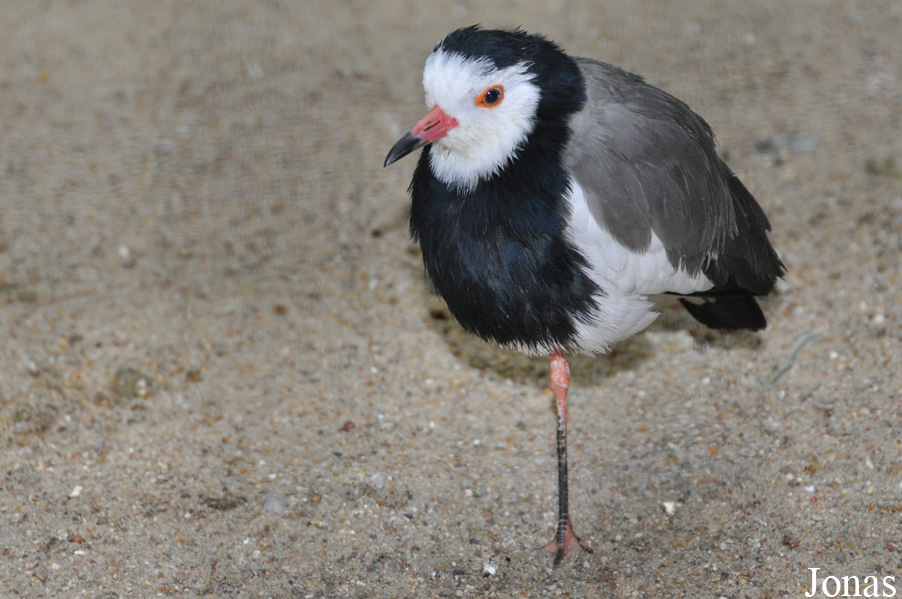 Zoo Berlin