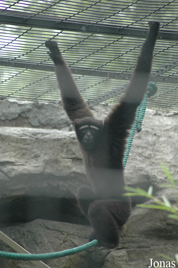 Shanghai Zoo